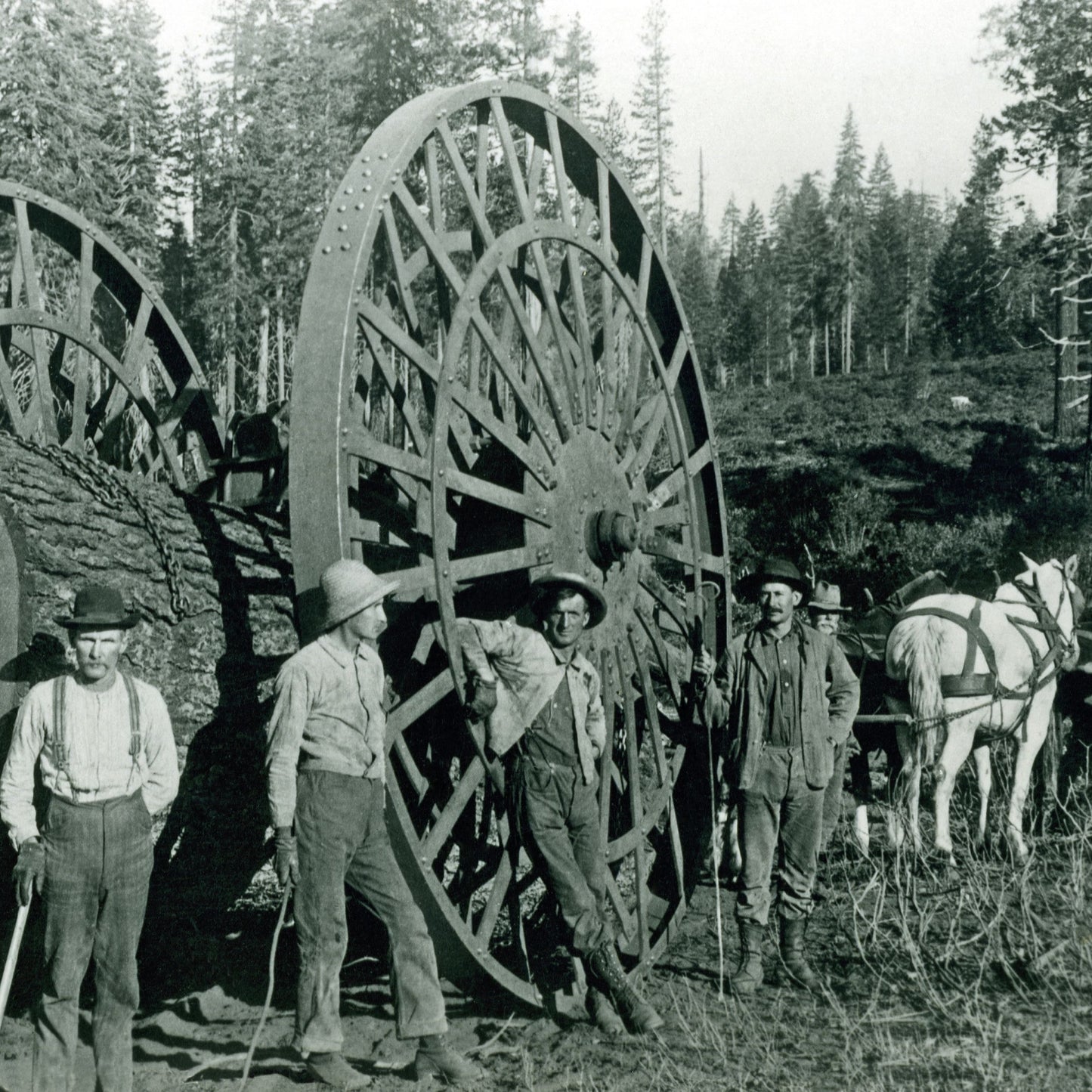 Woodcutter's Blend Beard Oil